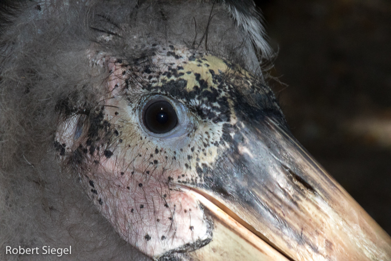 marabou stork